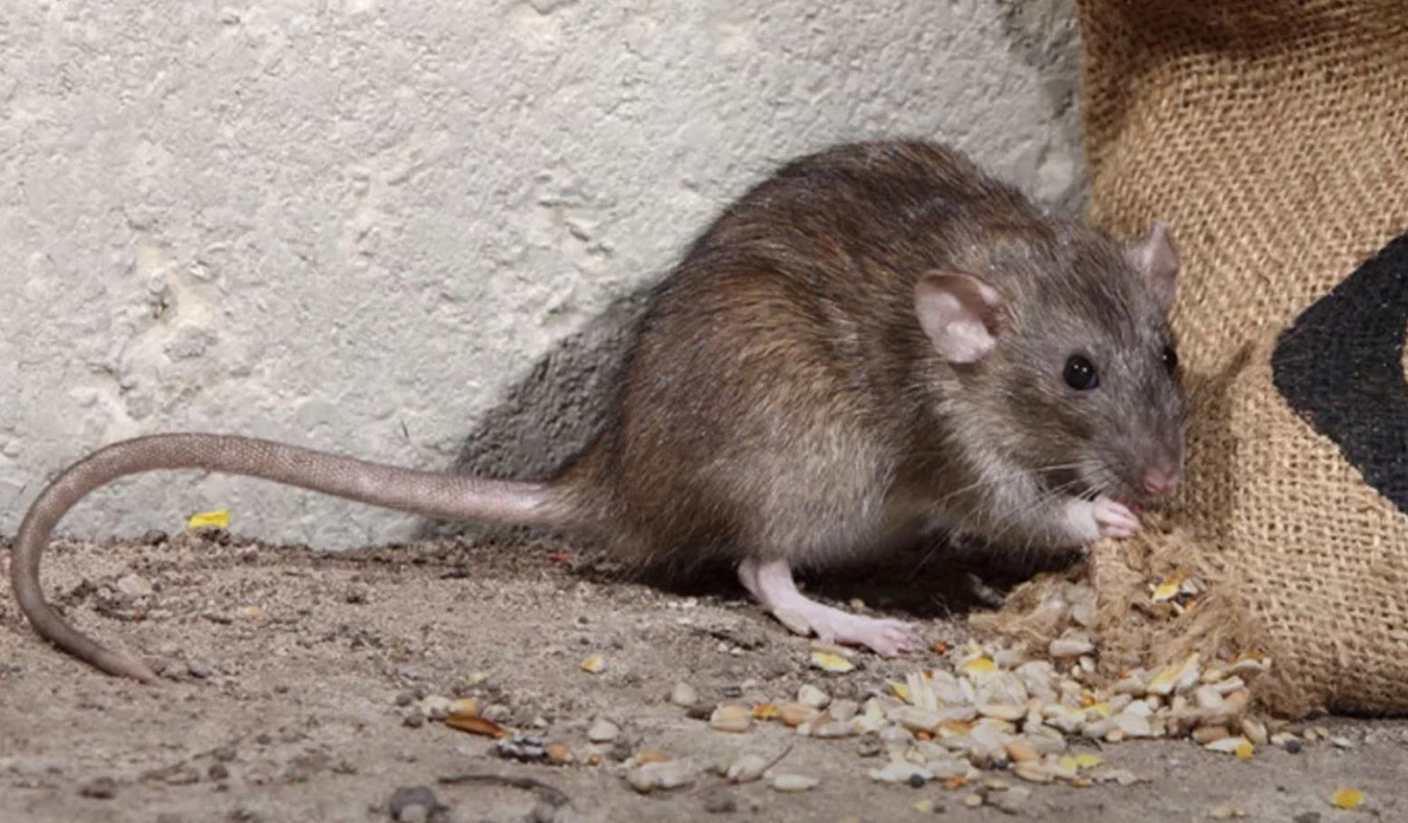 фото: Профессиональная дератизация в Ильинском: <br/>+7-909-173-42-96