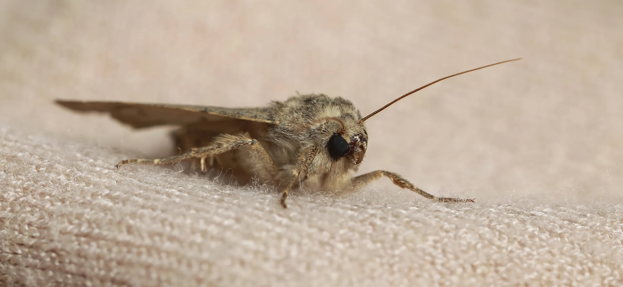 фото: Профессиональная обработка от моли в Ильинском: <br/>+7-909-173-42-96